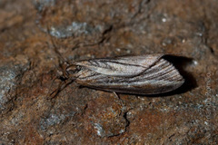 Chesias legatella