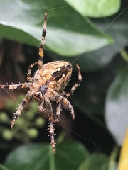 Araneus diadematus