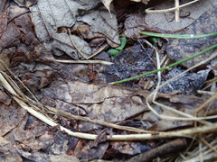 Paederus littorarius