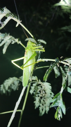 Chinese Green Bush Cricket