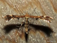 Dejongia lobidactylus