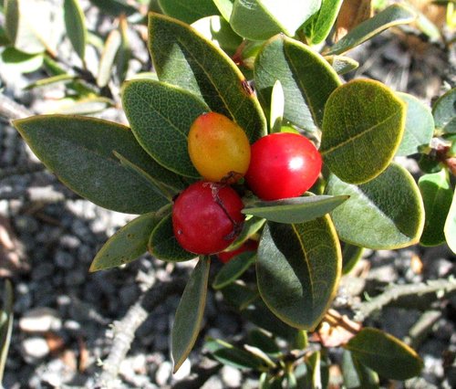 Wikstroemia phillyreifolia