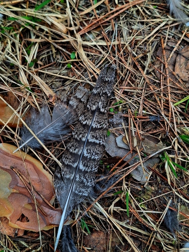 Plume de Gélinotte des bois