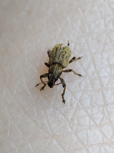 Clover root weevil