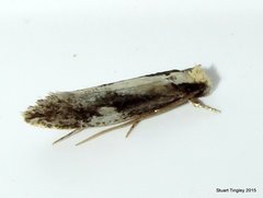 Monopis dorsistrigella