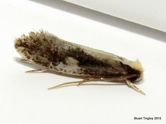 Monopis dorsistrigella