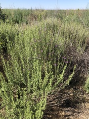 (c) jonsense, some rights reserved (CC BY) Lythrum californicum, photograph (c) jonsense, some rights reserved (CC BY)