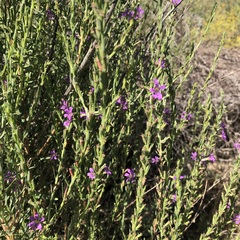 (c) jonsense, some rights reserved (CC BY) Lythrum californicum, photograph (c) jonsense, some rights reserved (CC BY)
