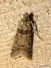 Ancylosis undulatella