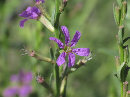 Lythrum californicum, photograph 3