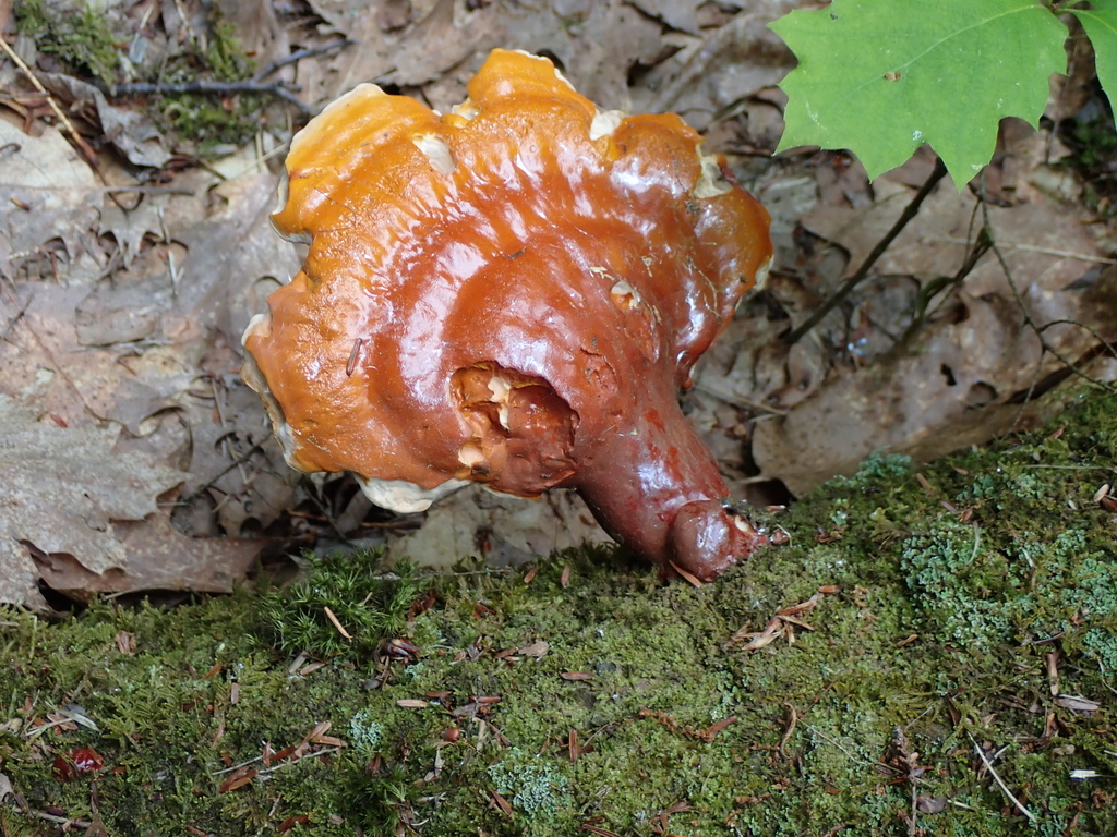 hemlock varnish shelf · June 2026 · photo: Photo: no rights reserved · iNaturalist