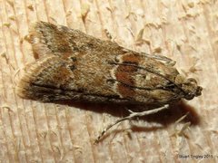 Ancylosis undulatella