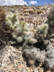Cylindropuntia multigeniculata