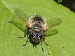 Tachina lurida
