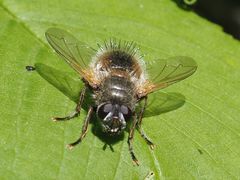 Tachina lurida