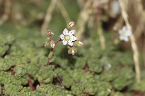 Sedum hirsutum