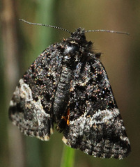 Annaphila decia