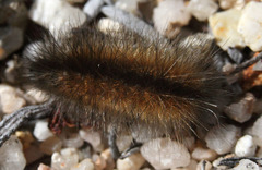 Spilosoma vestalis