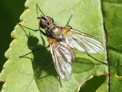 Macquartia grisea