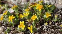 Eriophyllum multicaule