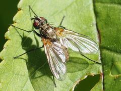 Macquartia grisea