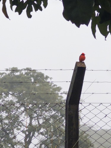 Vermilion Flycatcher