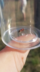 Timulla dubitatiformis