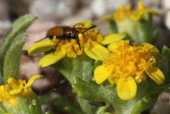 Eriophyllum multicaule