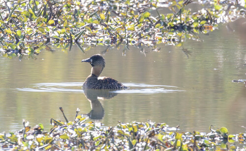 iNaturalist image