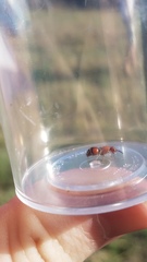 Timulla dubitatiformis