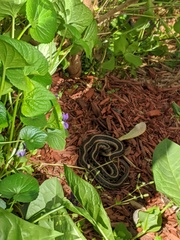 Thamnophis sirtalis sirtalis