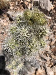 Cylindropuntia multigeniculata