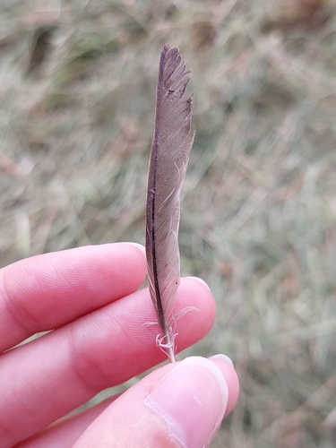 Plume de Moineau domestique