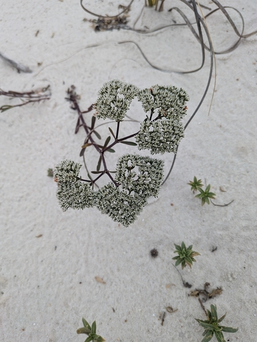 Paronychia erecta, photograph 4
