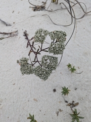 Paronychia erecta, photograph author not stated, no rights reserved