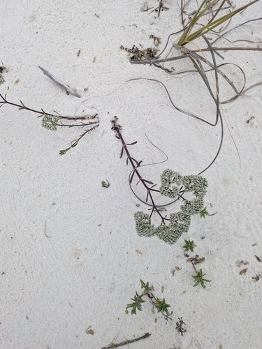 Paronychia erecta, photograph 5
