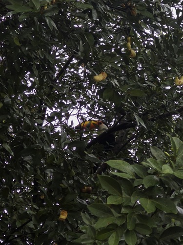 Toco Toucan