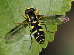 Xanthogramma