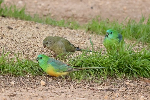 Red-rumped Parrot