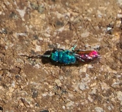 Chrysis ignita