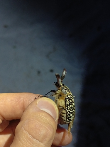 Pine Chafer