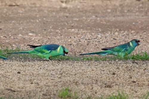 Australian Ringneck