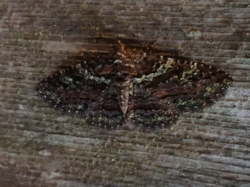 Green-dusted Zale Moth photo 6