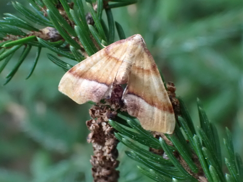 Straight-lined Plagodis Moth photo 5