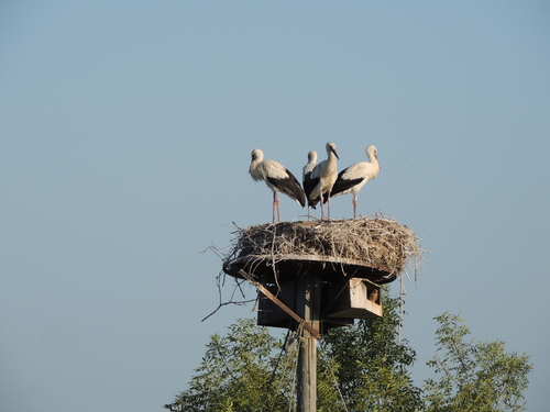 White Stork