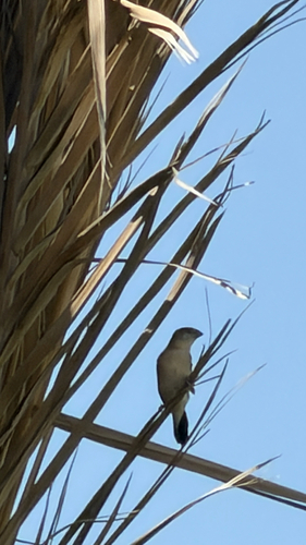 Indian Silverbill