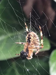 Araneus diadematus