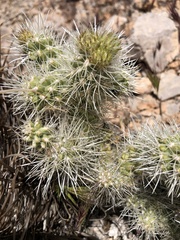 Cylindropuntia multigeniculata