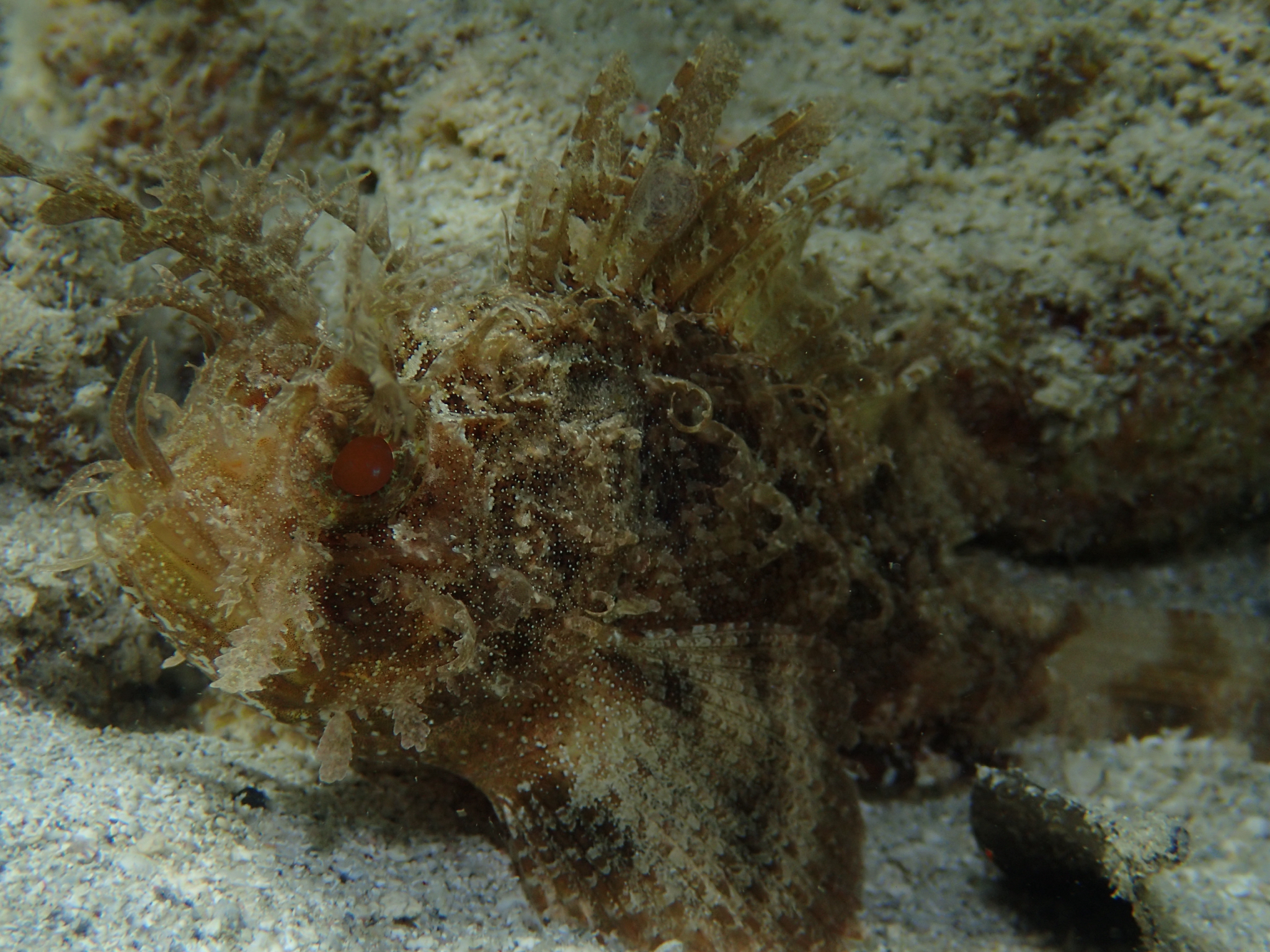 Plumed Scorpionfish photo 4