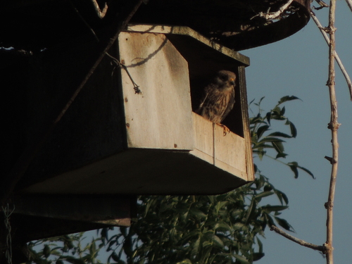 Eurasian Kestrel